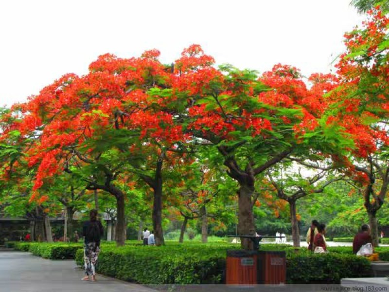 凤凰木树苗凤凰花盆栽庭院名贵风景树红花楹大树苗金凤花门前