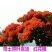 凤凰木树苗凤凰花盆栽庭院名贵风景树红花楹大树苗金凤花门前