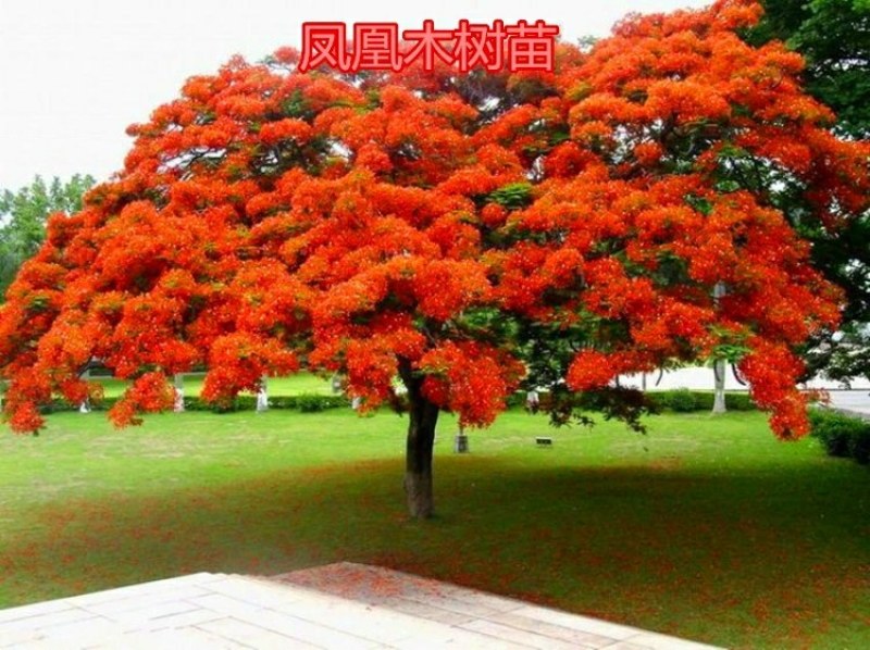 凤凰木树苗凤凰花盆栽庭院名贵风景树红花楹大树苗金凤花门前