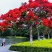 凤凰木树苗凤凰花盆栽庭院名贵风景树红花楹大树苗金凤花门前