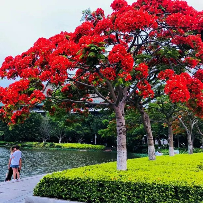 凤凰木树苗凤凰花盆栽庭院名贵风景树红花楹大树苗金凤花门前