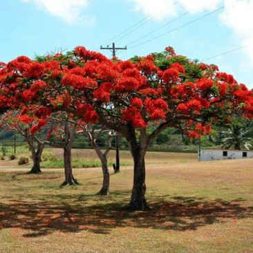 凤凰木树苗凤凰花盆栽庭院名贵风景树红花楹大树苗金凤花门前
