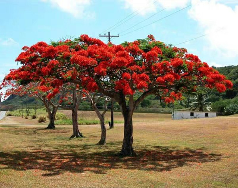 凤凰木树苗凤凰花盆栽庭院名贵风景树红花楹大树苗金凤花门前