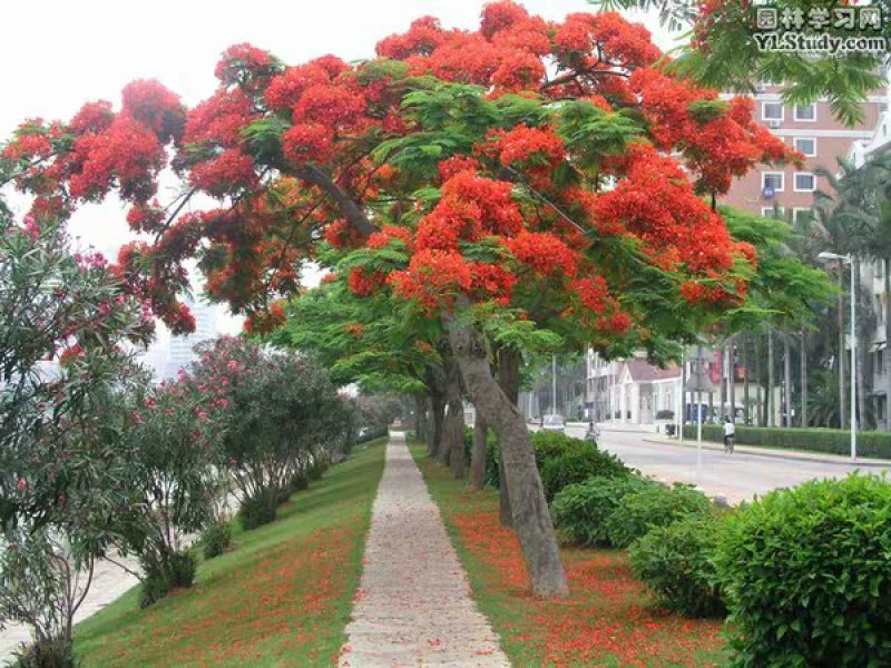 凤凰木树苗凤凰花盆栽庭院名贵风景树红花楹大树苗金凤花门前