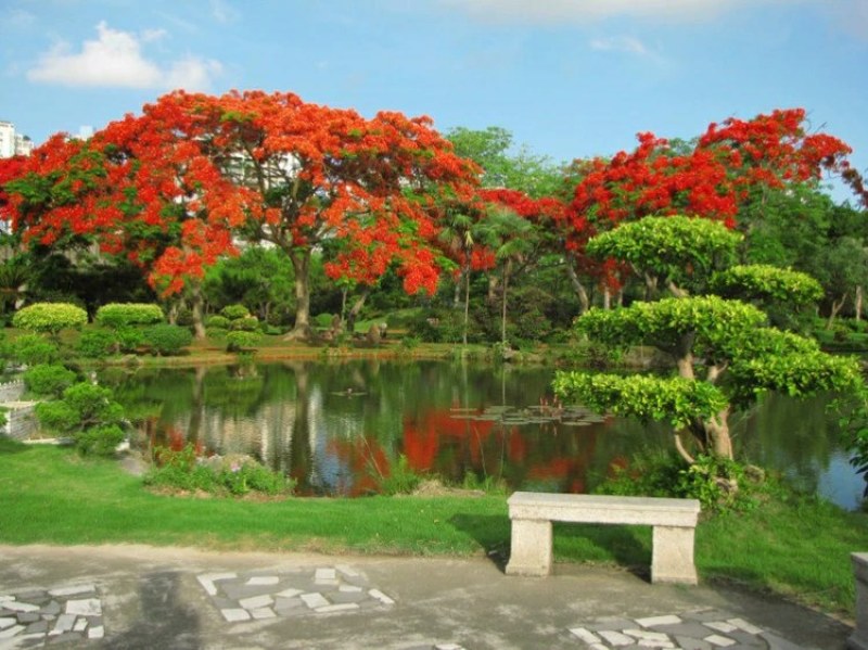 凤凰木树苗凤凰花盆栽庭院名贵风景树红花楹大树苗金凤花门前