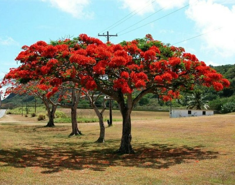 凤凰木树苗凤凰花盆栽庭院名贵风景树红花楹大树苗金凤花门前