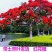凤凰木树苗凤凰花盆栽庭院名贵风景树红花楹大树苗金凤花门前