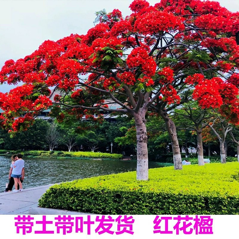 凤凰木树苗凤凰花盆栽庭院名贵风景树红花楹大树苗金凤花门前