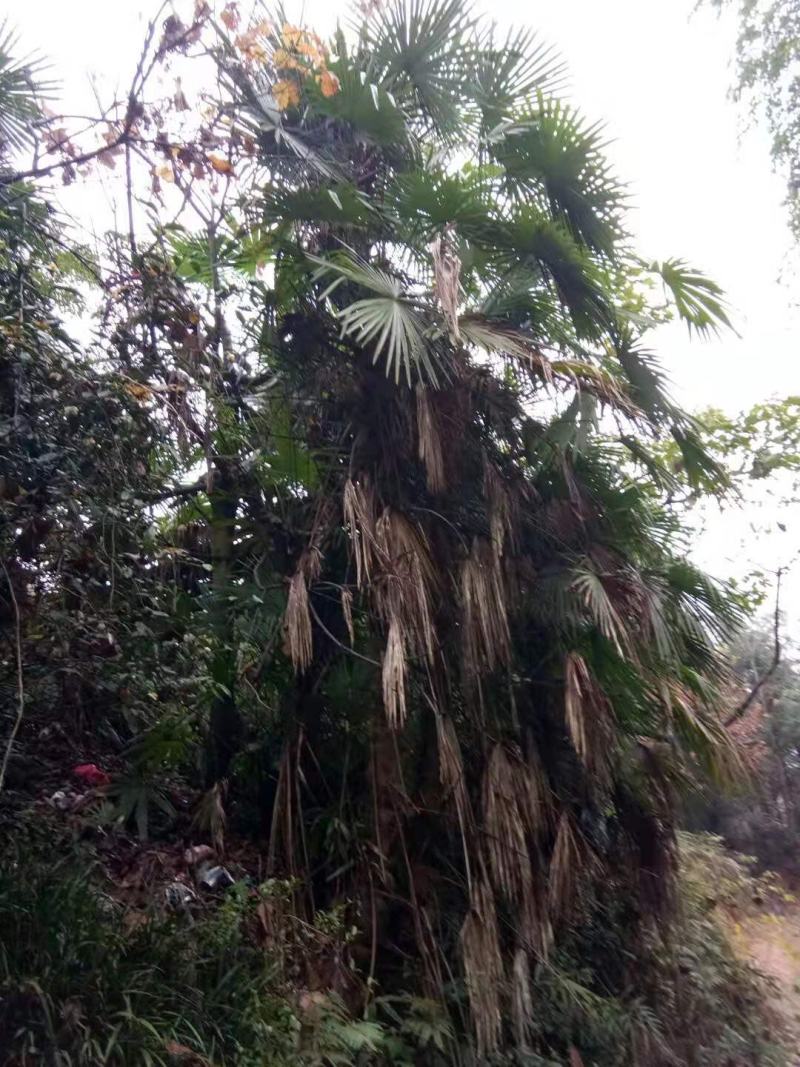 棕榈/棕榈树苗/棕榈林木/种苗/苗木种苗/棕榈树苗