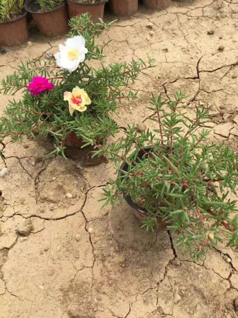 大花马齿苋，规格齐全，一手货源，大量有货，基地直发