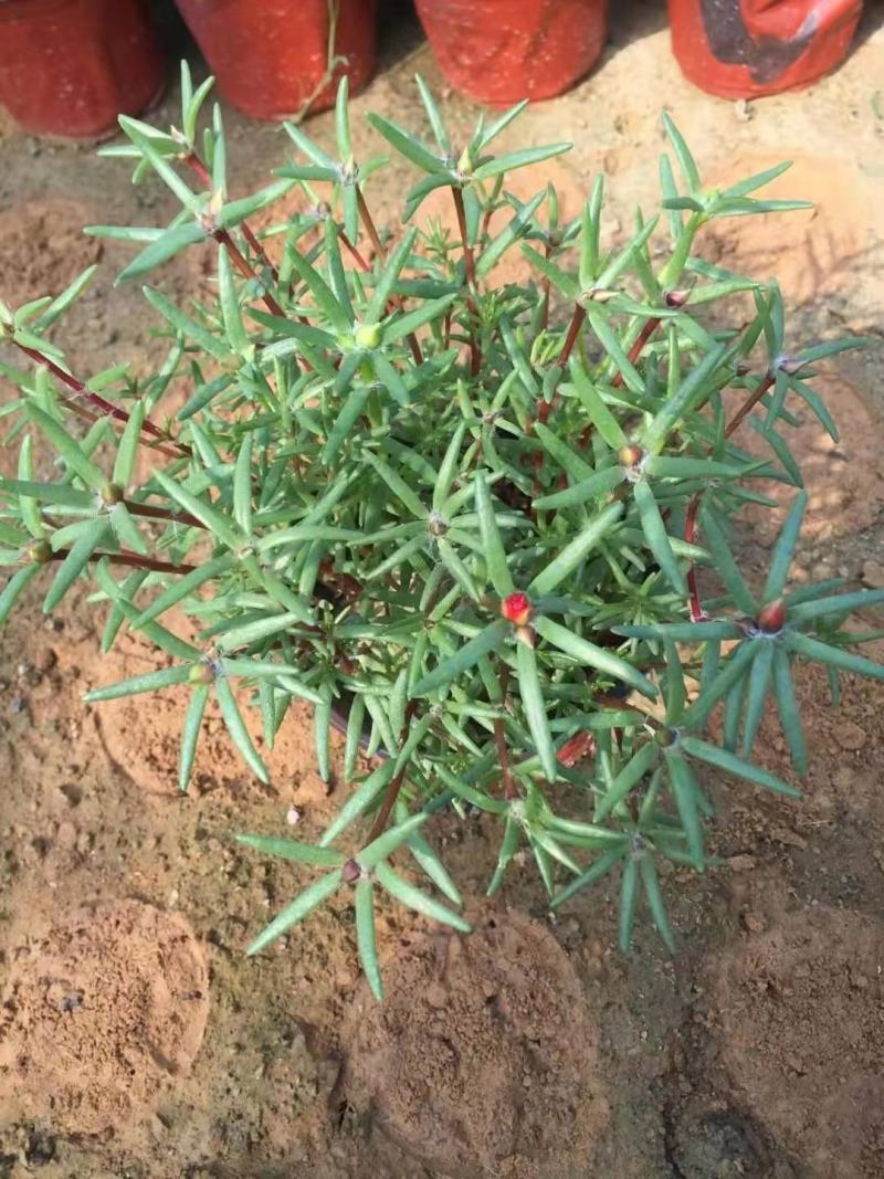 大花马齿苋，规格齐全，一手货源，大量有货，基地直发