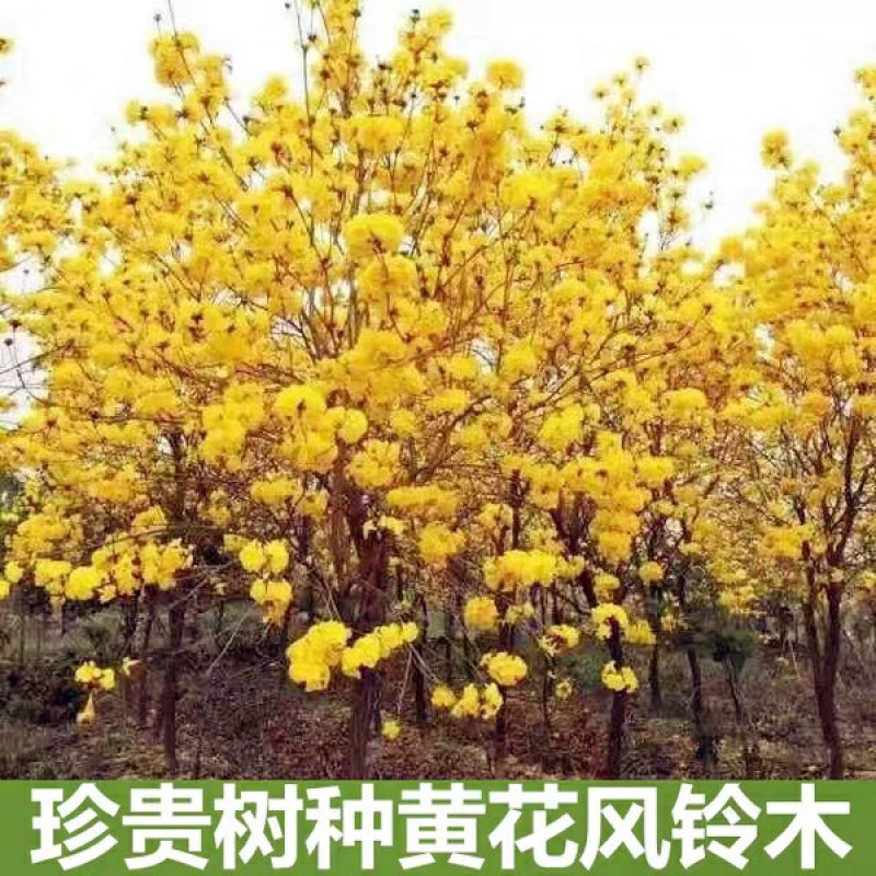 紫花风铃木黄花风铃木树苗庭院绿化风景树园林风景绿化