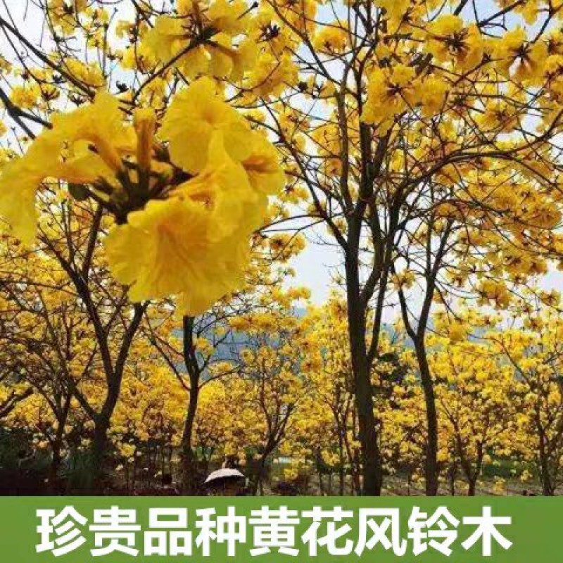 紫花风铃木黄花风铃木树苗庭院绿化风景树园林风景绿化