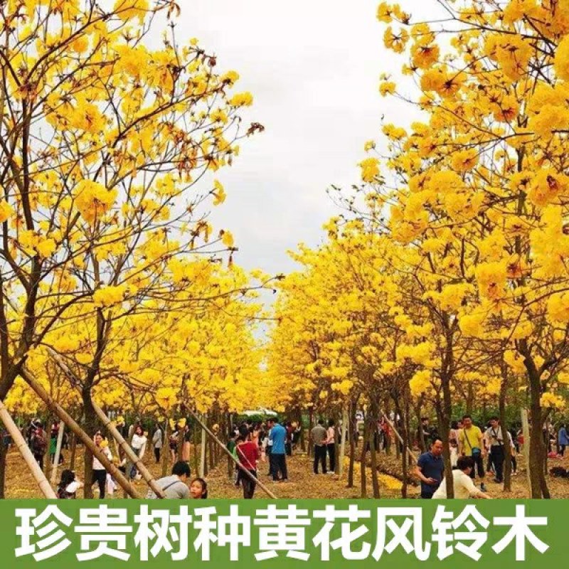 紫花风铃木黄花风铃木树苗庭院绿化风景树园林风景绿化