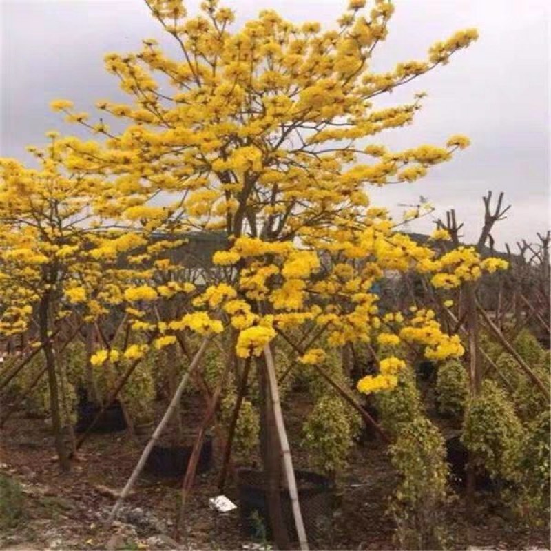 紫花风铃木黄花风铃木树苗庭院绿化风景树园林风景绿化