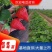 甜宝草莓苗也叫章姬草莓苗个头大颜色鲜亮种苗成活率高