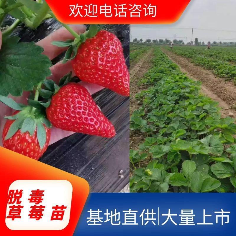 甜宝草莓苗也叫章姬草莓苗个头大颜色鲜亮种苗成活率高
