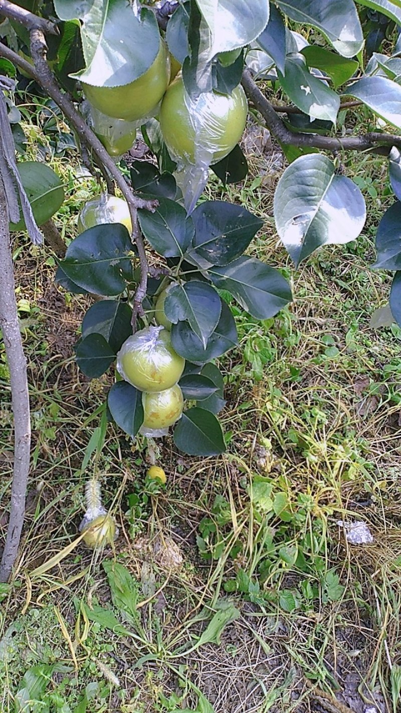 卖皇冠梨