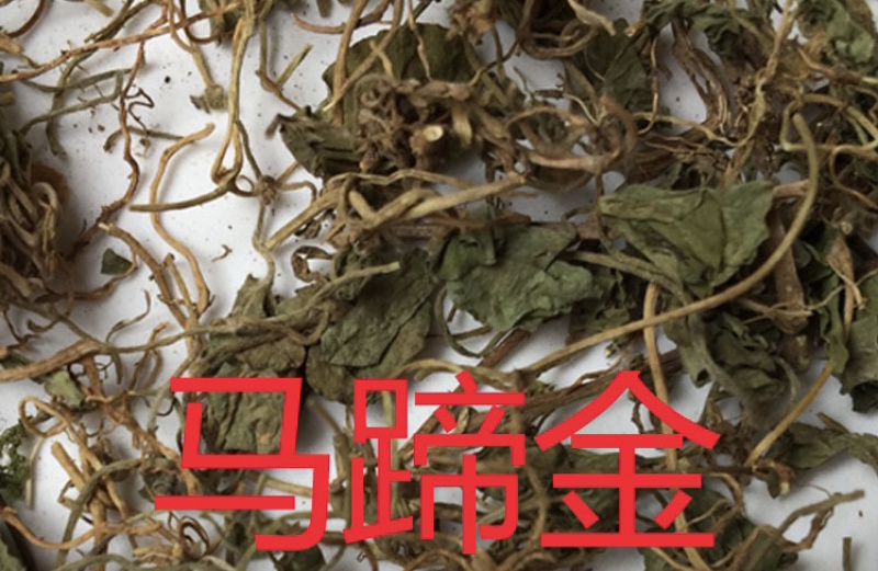 中药材马蹄金货品质量保证批发各种中药材
