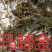 中药材马蹄金货品质量保证批发各种中药材