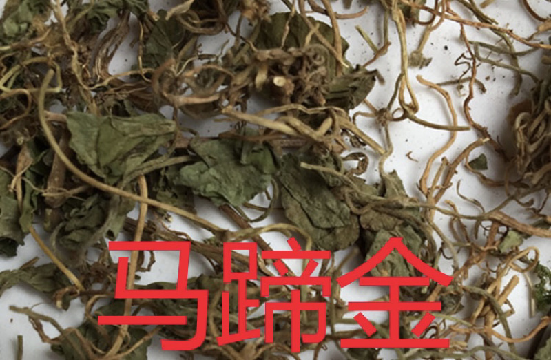 中药材马蹄金货品质量保证批发各种中药材