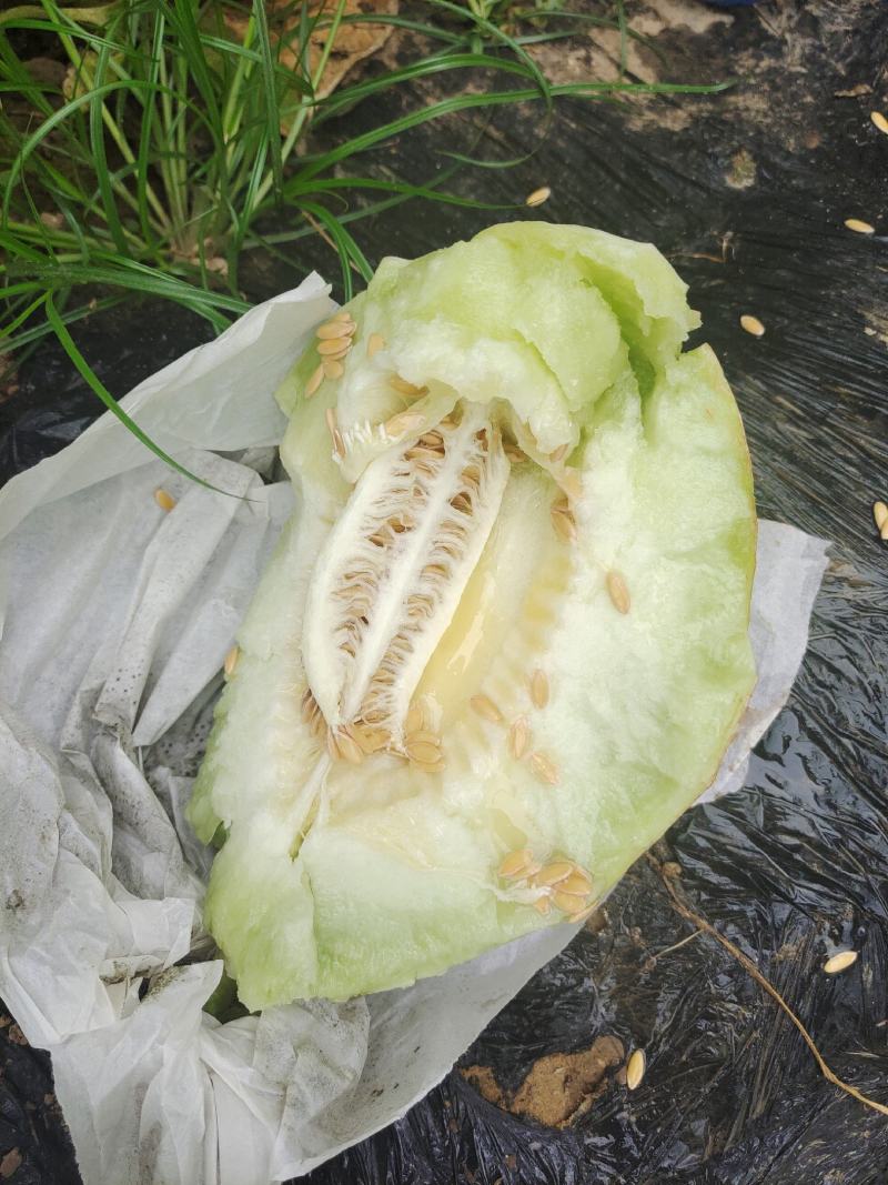 河北甜瓜玉菇，口感特甜，诚信代发电商批发商，质量杠杠的