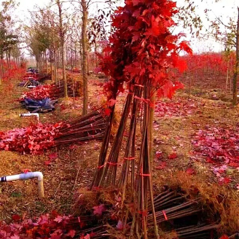 红枫树苗日本红舞姬美国红枫庭院道路绿化室外四季种植中国红