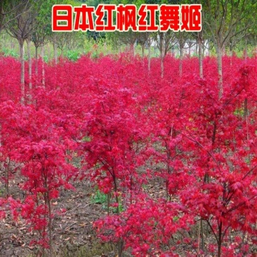 红枫树苗日本红舞姬美国红枫庭院道路绿化室外四季种植中国红