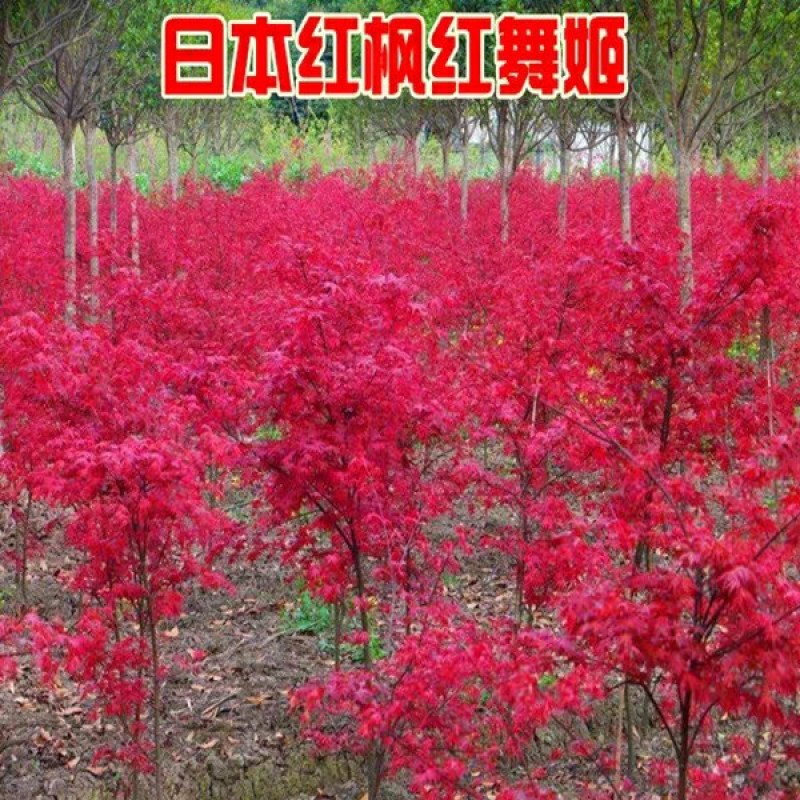 红枫树苗日本红舞姬美国红枫庭院道路绿化室外四季种植中国红