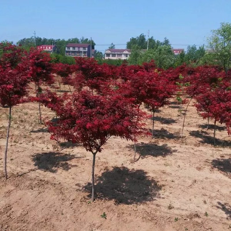 红枫树苗日本红舞姬美国红枫庭院道路绿化室外四季种植中国红