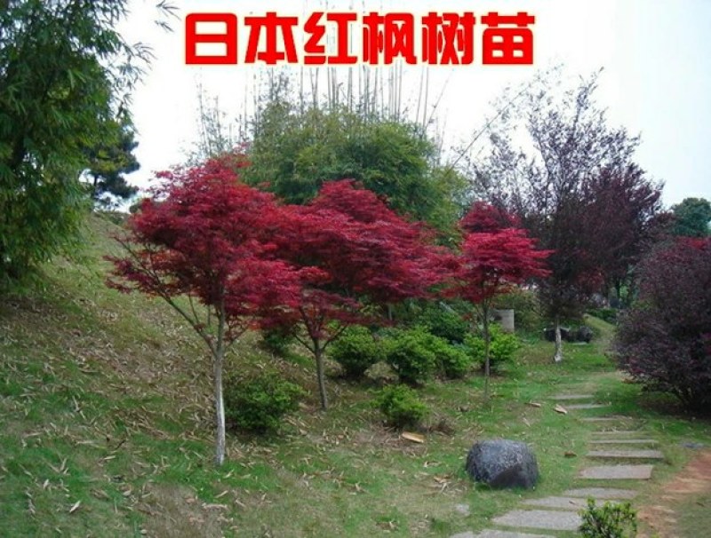 红枫树苗日本红舞姬美国红枫庭院道路绿化室外四季种植中国红