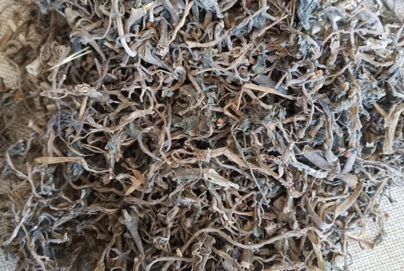 中药材马齿笕货干货品质量保证批发各种中药材