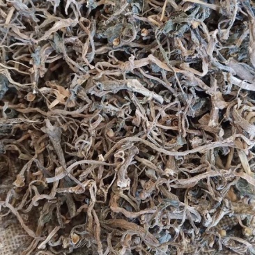 中药材马齿笕货干货品质量保证批发各种中药材