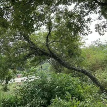 斜飘朴树/异型朴树/弯曲朴树/造型朴树/林木树苗