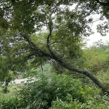 斜飘朴树/异型朴树/弯曲朴树/造型朴树/林木树苗