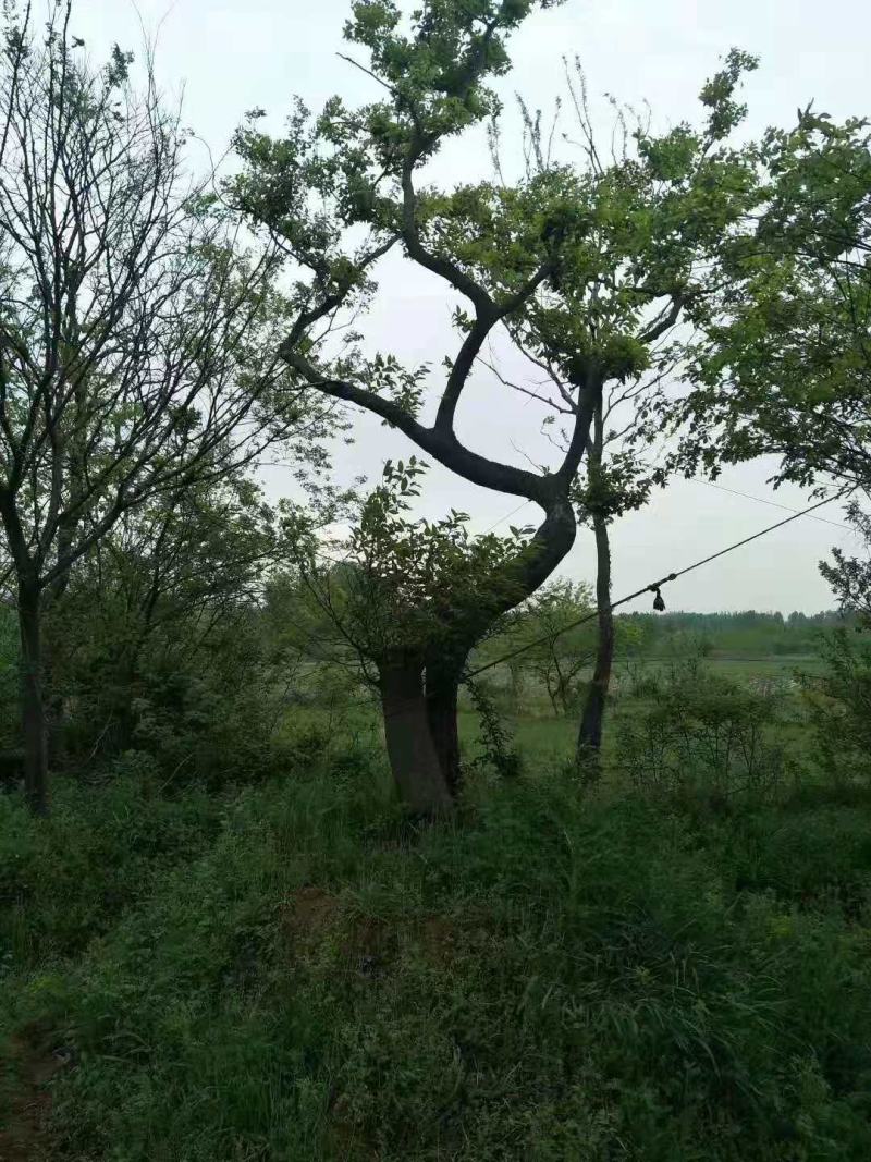 斜飘朴树/异型朴树/弯曲朴树/造型朴树/林木树苗