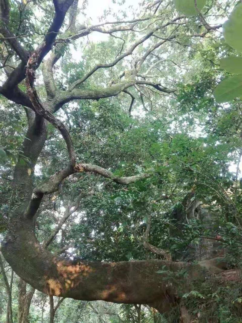 斜飘朴树/异型朴树/弯曲朴树/造型朴树/林木树苗