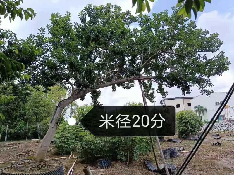 斜飘朴树/异型朴树/弯曲朴树/造型朴树/林木树苗