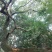 斜飘朴树/异型朴树/弯曲朴树/造型朴树/林木树苗