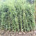 竹子苗四季常青植物庭院种植观赏景观竹金镶玉竹室外黄金竹盆