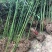 竹子苗四季常青植物庭院种植观赏景观竹金镶玉竹室外黄金竹盆