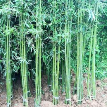 竹子苗四季常青植物庭院种植观赏景观竹金镶玉竹室外黄金竹盆