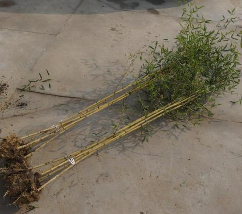 竹子苗四季常青植物庭院种植观赏景观竹金镶玉竹室外黄金竹盆