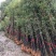 竹子苗四季常青植物庭院种植观赏景观竹金镶玉竹室外黄金竹盆