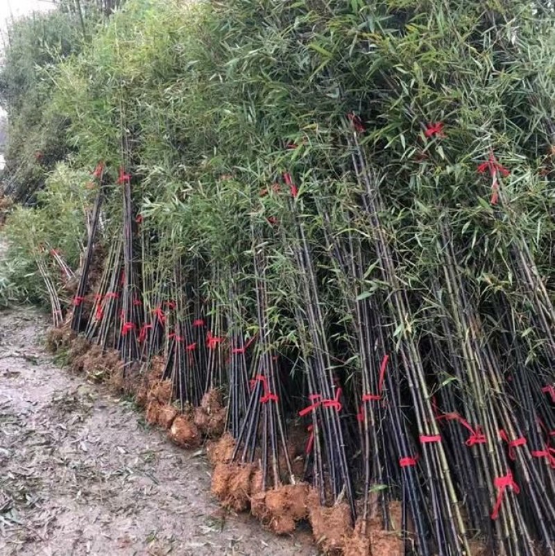 竹子苗四季常青植物庭院种植观赏景观竹金镶玉竹室外黄金竹盆
