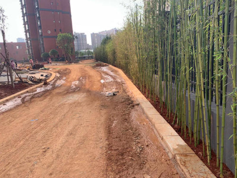 竹子苗四季常青植物庭院种植观赏景观竹金镶玉竹室外黄金竹盆