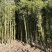 竹子苗四季常青植物庭院种植观赏景观竹金镶玉竹室外黄金竹盆
