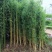 竹子苗四季常青植物庭院种植观赏景观竹金镶玉竹室外黄金竹盆