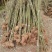 竹子苗四季常青植物庭院种植观赏景观竹金镶玉竹室外黄金竹盆