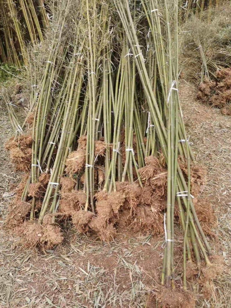 竹子苗四季常青植物庭院种植观赏景观竹金镶玉竹室外黄金竹盆